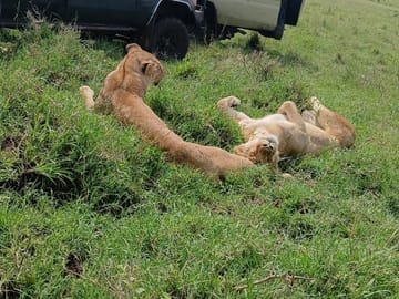 5 Days Maasai Mara,Lake Nakuru And Lake Naivasha
