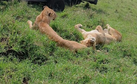 5 Days Maasai Mara,Lake Nakuru And Lake Naivasha