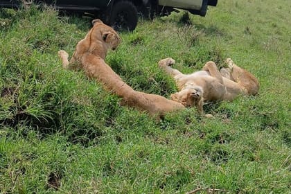 5 Days Maasai Mara,Lake Nakuru And Lake Naivasha