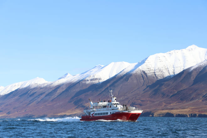Akureyri Classic Whale Watching 10