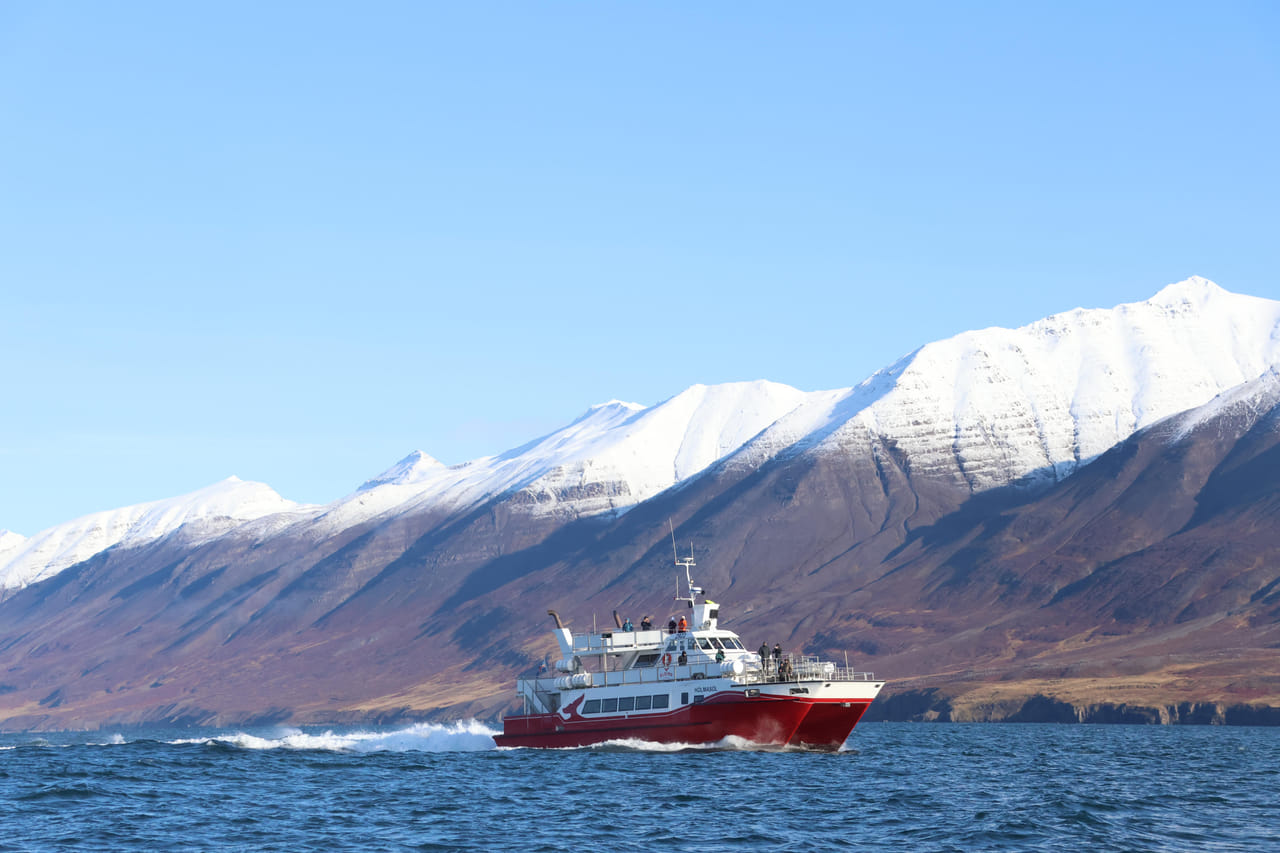 Akureyri Classic Whale Watching 10
