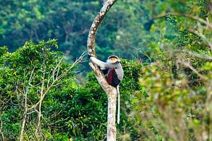 Son Tra Monkey Mountain Half Day Trek and Wildlife half day tour from Hoi An