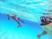 Dolphin Show & Swimming in Sharm EL Sheikh 5
