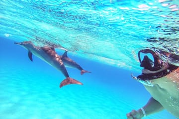 Dolphin Show and Swimming Experience in Sharm El Sheikh