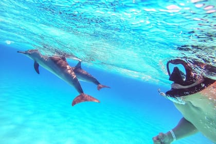 Dolphin Show & Swimming in Sharm EL Sheikh