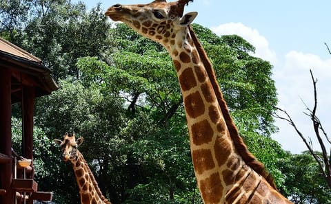 Private Tour of Nairobi National Park and Giraffe Center