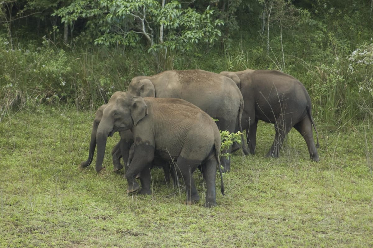Backwaters & Beyond: Exploring South India’s Temples