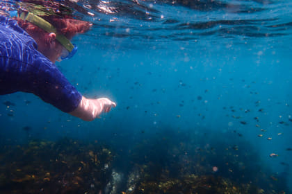 Family Snorkeling Adventure in Sydney's Aquatic Reserve