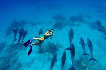 Swim with Dolphins Snorkeling, Sailing Trip with Lunch – Hurghada