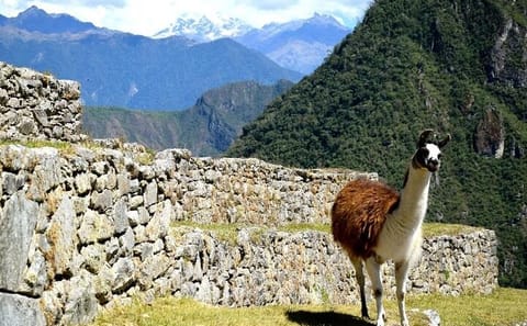 Machu Picchu by Train 3D/2N (Sleep in Cuzco Day 1, Aguas Calientes Day 2)