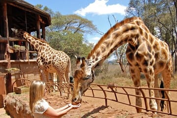 Layover Tour To Nairobi Park and Giraffe center in Nairobi Kenya
