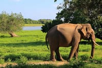 From Bentota: Yala National Park Safari 2