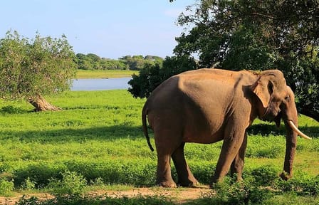 Yala safari Day trip from Bentota | Ahungalla | Hikkaduwa