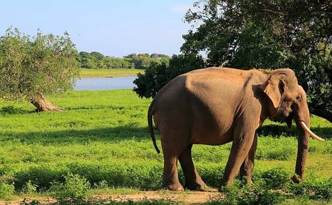 Yala National Park Safari Day Trip from Bentota