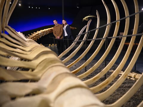Húsavík Whale Museum Ticket, photo 3