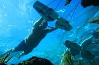 Private speed boat for Hula Hula Island with sub wing - Hurghada