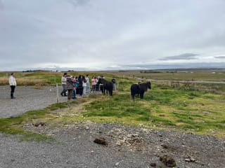 Golden Circle & Meet the Icelandic Horses | English Guide + Selected German Departures, photo 11