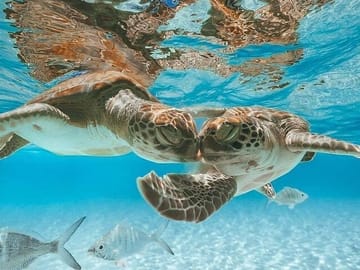 Swim with the Pigs Safari in Bahamas (2hrs)