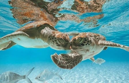 3 Islands Tour, Swim with Pigs, Turtles, Snorkelling & lunch