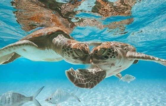 3 Islands Tour, Swim with Pigs, Turtles, Snorkelling & lunch