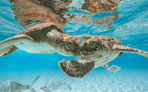 3 Islands Tour in the Bahamas: Swim with Pigs and Snorkel