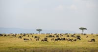6 Days Southern Tanzania Safari 8