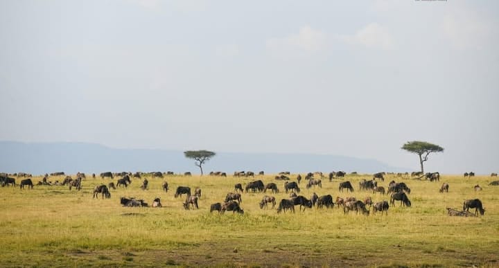 6 Days Southern Tanzania Safari 8