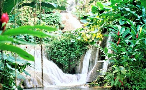 Dunn's River Falls and Ocho Rios Shopping Tour from Lucea