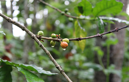 Private Half Day Cultural Tour of Ubud and Monkey Forest