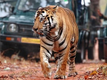 Ranthambore National Park