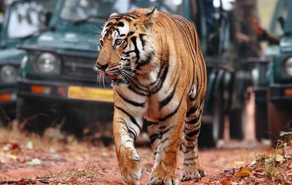 8Days Golden triangle with Ranthambore & Pushkar from Delhi Include Hotels & Car