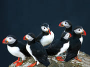 Puffin Watching Yacht Cruise from Downtown Reykjavík – Small Group Experience 9