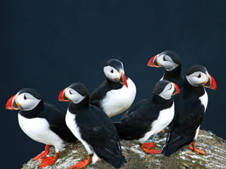 Puffin Watching Yacht Cruise from Downtown Reykjavík – Small Group Experience, photo 9