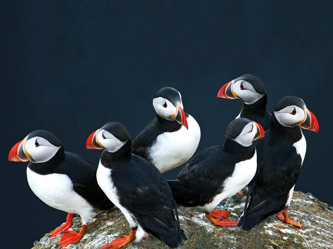 Puffin Watching Yacht Cruise from Downtown Reykjavík – Small Group Experience 9