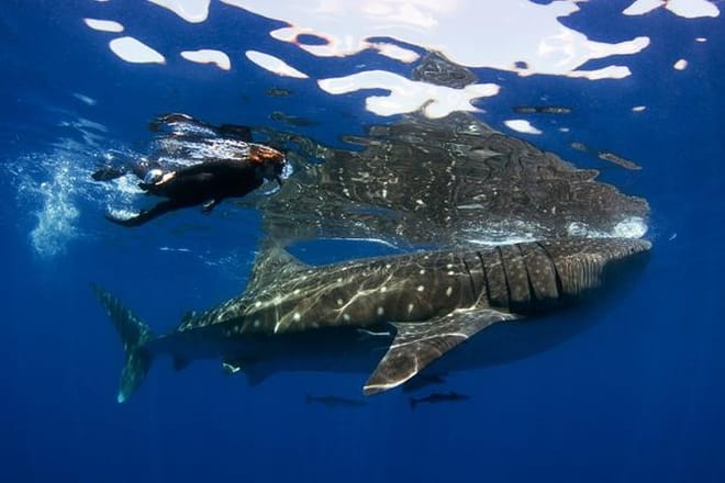 Swim with the whale shark, the world's largest fish