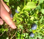 Goods of the Forest – Picking Trip of the Season’s Berries or Mushrooms, 3 Hours 4