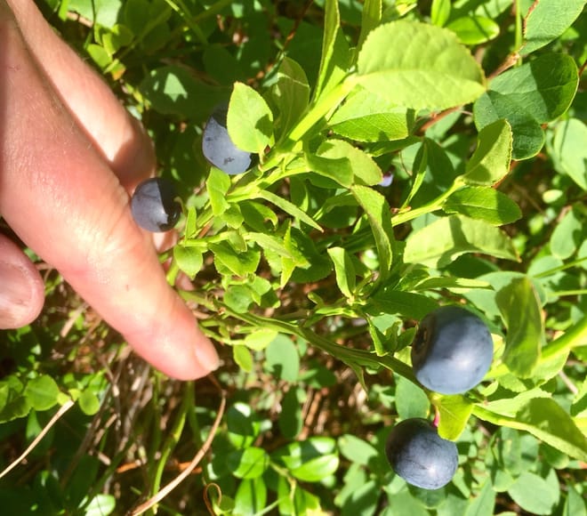 Goods of the Forest – Picking Trip of the Season’s Berries or Mushrooms, 3 Hours photo 4