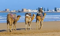 Mogador Camel Expedition Ecotour | 1 Day : Private & Luxury 1
