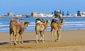 Mogador Camel Expedition Ecotour | 1 Day : Private & Luxury