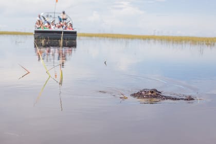 Miami Full-Day Combo: 75 min cruise + Everglades Airboat Tour + Double Decker Bus
