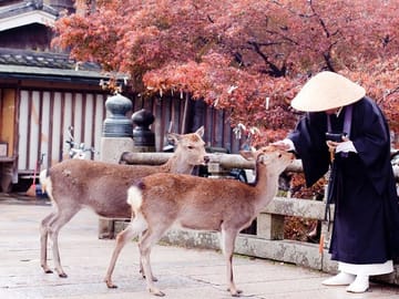 3 Days Private Osaka Kyoto and Nara Tour With English Driver