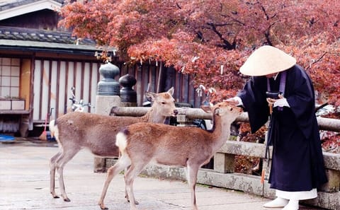 3 Days Private Osaka Kyoto and Nara Tour With English Driver