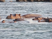 Hippo Hippo