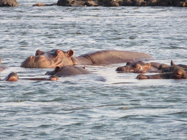 Hippo Hippo