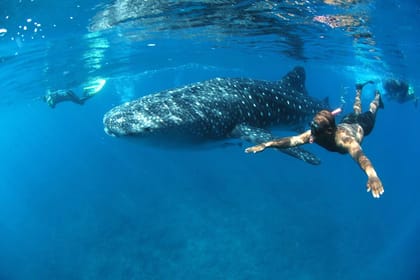 Swim with Whale Sharks in Máncora, Peru - 3.5-Hour Tour