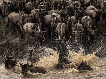 The Ultimate Serengeti and Zanzibar