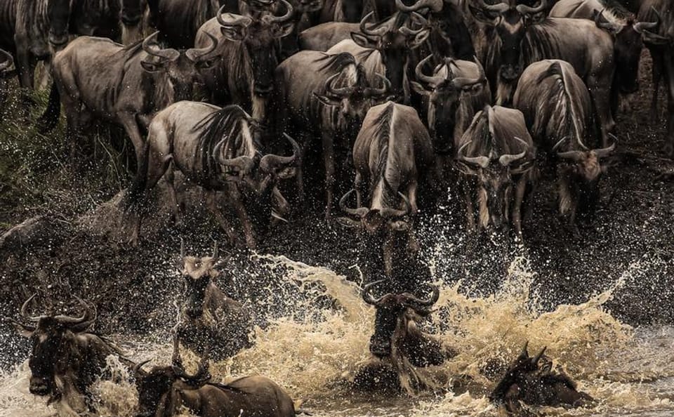 The Ultimate Serengeti and Zanzibar