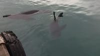Seals at Hout Bay Harbour