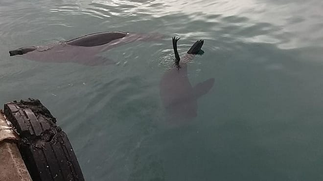 Seals at Hout Bay Harbour