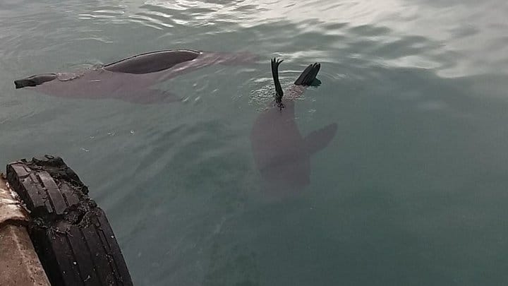 Seals at Hout Bay Harbour